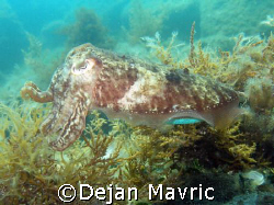 Cuttlefish. Started changing colours on her back. 2/3 
O... by Dejan Mavric 